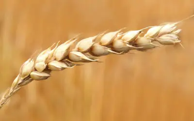 Gluten Fact Sheet